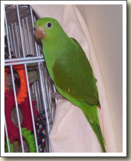 Canary-wing Parakeet - Bella Canary-wing Parakeet - Bella