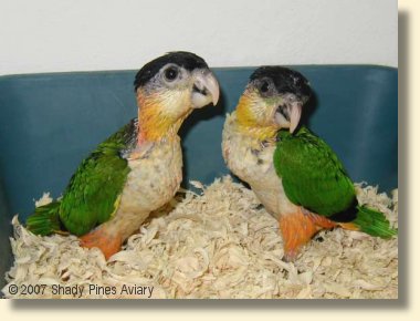 Black headed Caiques about 7 weeks old. Black headed Caiques about 7 weeks old