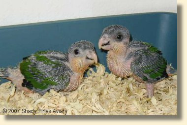 Black Headed Caiques about 5 weeks old