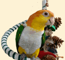 Caique with Boing toy