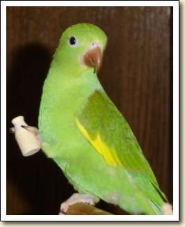Canary-wing Parakeet - Brody G.
