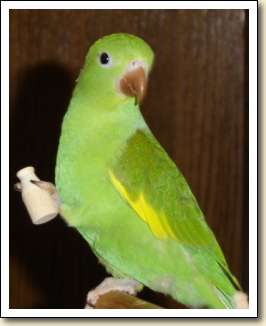 Canary-wing Parakeet - Brody G. Canary-wing Parakeet - Brody G.