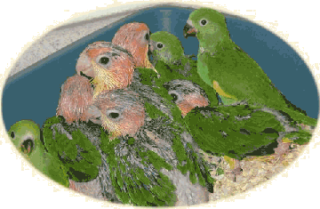 Caique and Brotogeris chicks