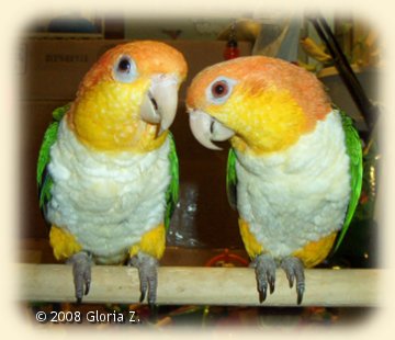 Pair of White=bellied Caiques