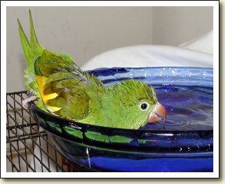 Canary-wing Parakeet - Charlie