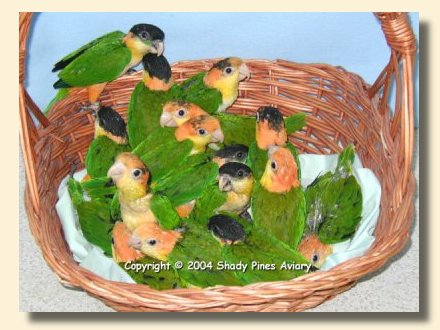 Basket of Baby Caiques