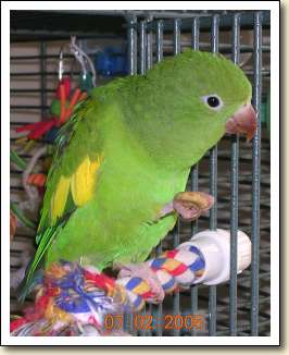 Canary-wing Parakeet - Cyrus