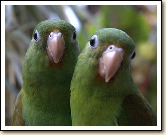 Orange-chin Parakeets - Girley Bird & Pickles