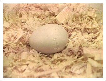 White-bellied Caique egg hatching