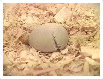White-bellied Caique egg hatching