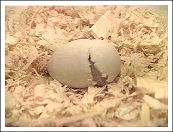 White-bellied Caique egg hatching