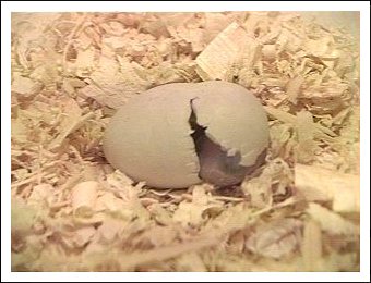 White-bellied Caique egg hatching