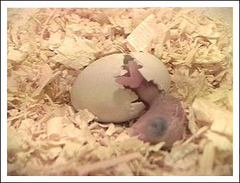 White-bellied Caique egg hatching