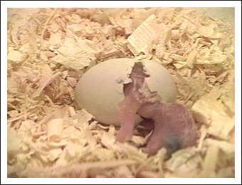 White-bellied Caique egg hatching
