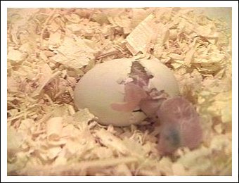 White-bellied Caique egg hatching