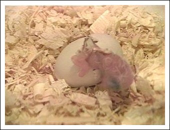 White-bellied Caique egg hatching