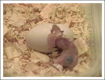 White-bellied Caique egg hatching