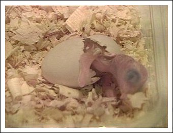 White-bellied Caique egg hatching