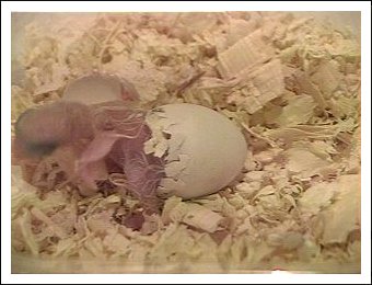 White-bellied Caique egg hatching
