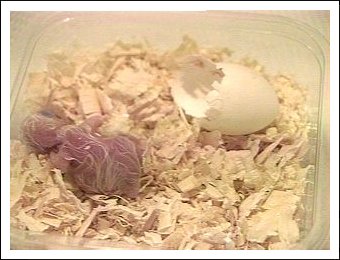 White-bellied Caique egg hatching
