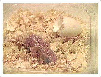 White-bellied Caique egg hatching