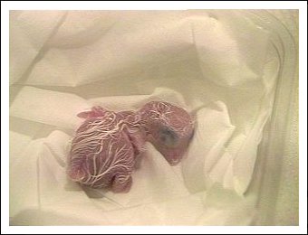 White-bellied Caique egg hatching