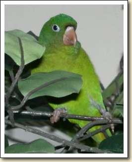 Orange-chin Golden-wing Parakeet - Harry