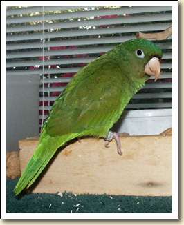 Golden-wing Parakeet - Jade Golden-wing Parakeet - Jade