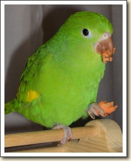 Canary-wing Parakeet - Joey