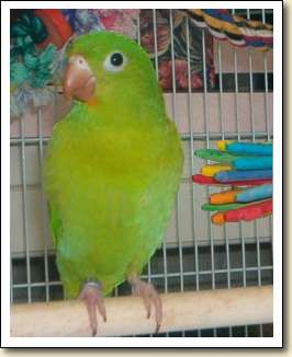 Orange-chin Parakeet - Lily