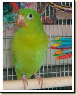 Orange-chin Parakeet - Lily Orange-chin Parakeet - Lily