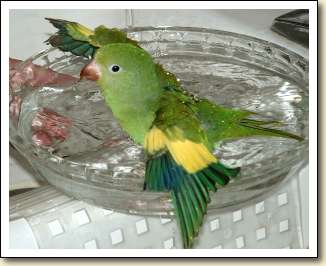 Canary-wing Parakeet - Manu Canary-wing Parakeet - Manu