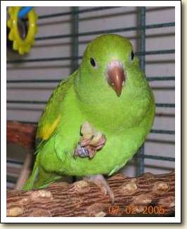 Canary-wing Parakeet - Meka Canary-wing Parakeet - Meka