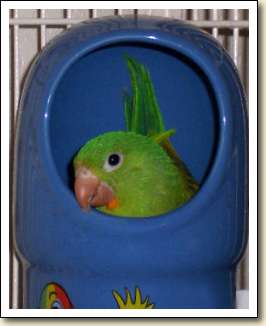 Orange-chin Parakeet - Naka Tuki Orange-chin Parakeet - Naka Tuki
