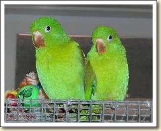 Orange-chin Parakeets - Niles & Piper