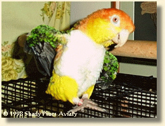 White-bellied Caique 'Ollie'