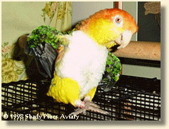 White-bellied Caique 'Ollie' White-bellied Caique 'Ollie'
