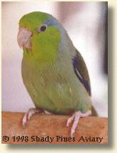 Pacific Parrotlet