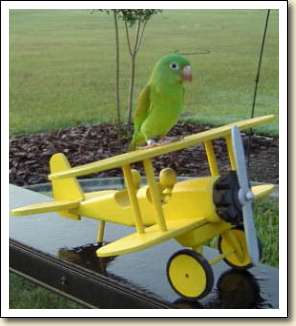 Orange-chin Parakeet - Panchito Orange-chin Parakeet - Panchito