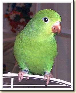 Canary-wing Parakeet - Sammy