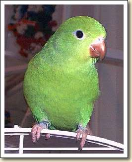 Canary-wing Parakeet - Sammy Canary-wing Parakeet - Sammy
