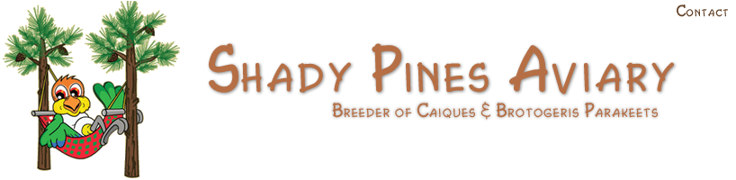 Shady Pines Aviary, Breeder of Caiques and Brotogeris Parakeets