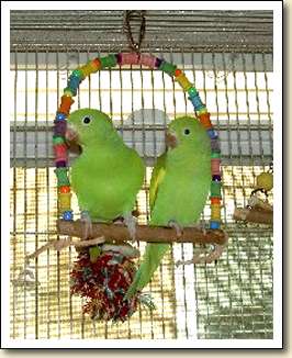 Canary-wing Parakeets - Sevie & Sophia