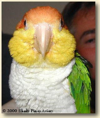 White-bellied Caique 'Special' White-bellied Caique 'Special'