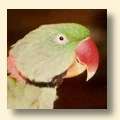Alexandrine Parakeet - Captain Alexandrine Parakeet - Captain