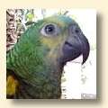 Blue-fronted Amazon - Lucky Blue-fronted Amazon - Lucky