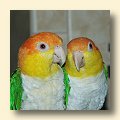 White-bellied Caiques - Ollie & Special White-bellied Caiques - Ollie & Special
