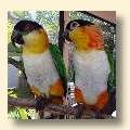 Black-headed Caiques - Oliver & Nitro