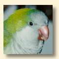 Quaker Parakeet - Teddy Quaker Parakeet - Teddy