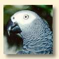 Congo African Grey - Tuki Congo African Grey - Tuki